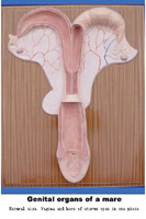 Mô hình tử cung cừu